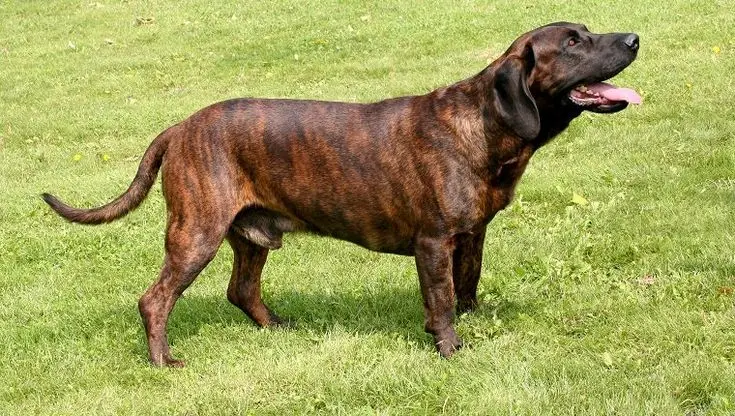 Hanoverian Scenthound photo 2