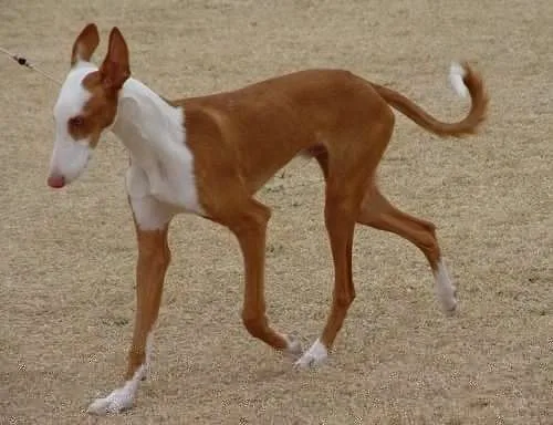 Ibizan Hound photo 2