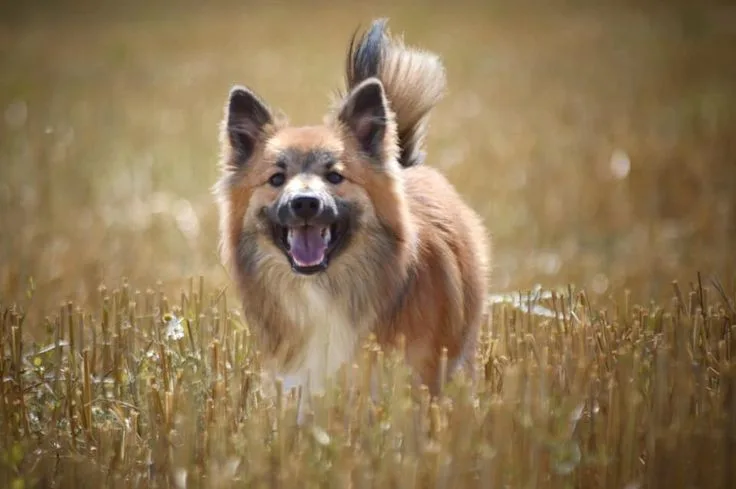 Icelandic Sheepdog photo 3