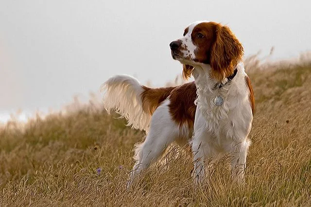 Irish Red and White Setter