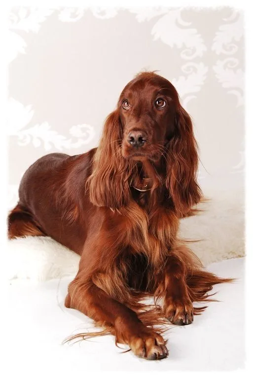 Irish Setter photo 2