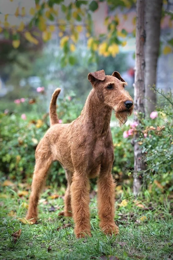 Irish Terrier photo 2