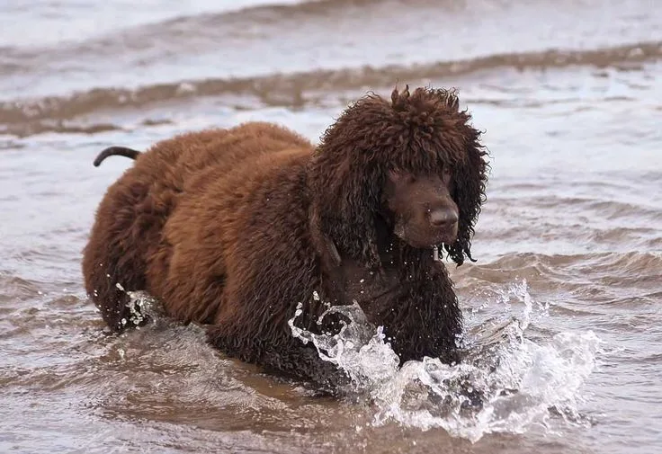 Irish Water Spaniel