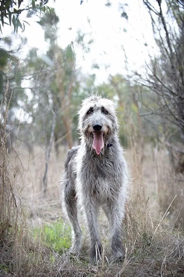 Irish Wolfhound