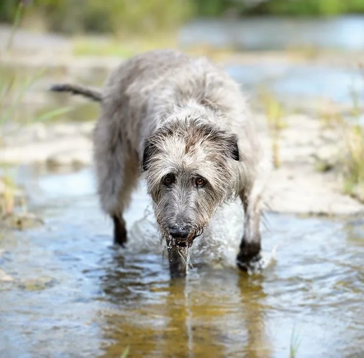 Irish Wolfhound photo 2