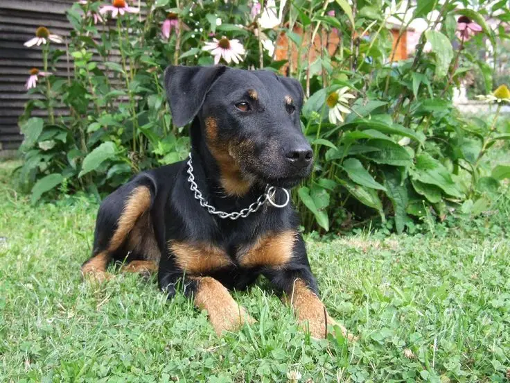 Jagdterrier photo 2