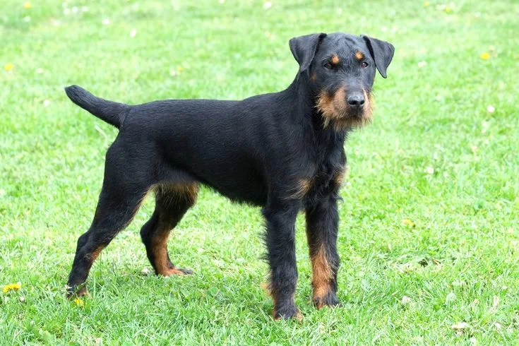 Jagdterrier photo 3