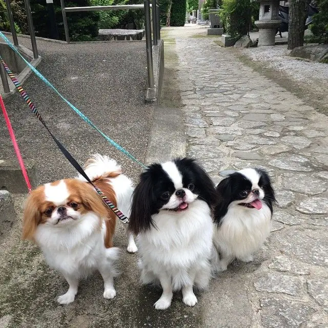 Japanese Spitz