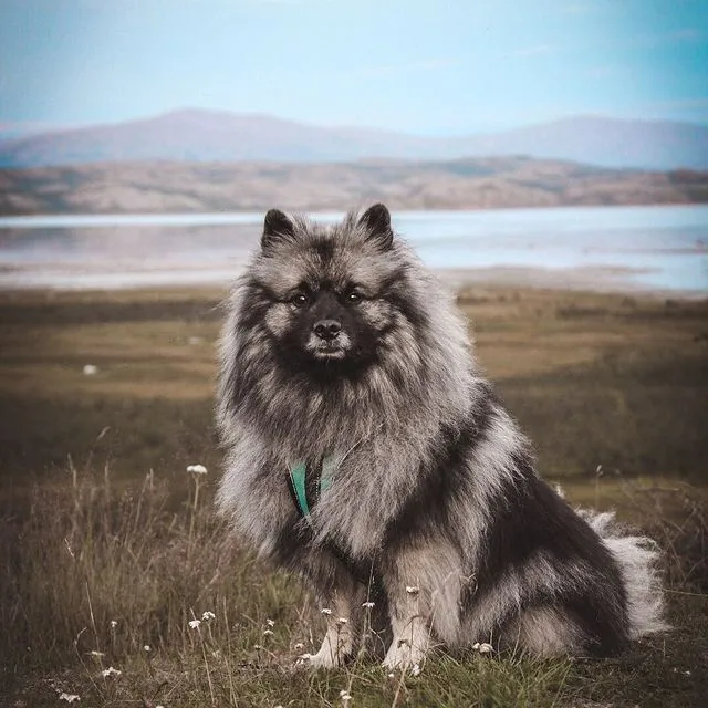 Keeshond