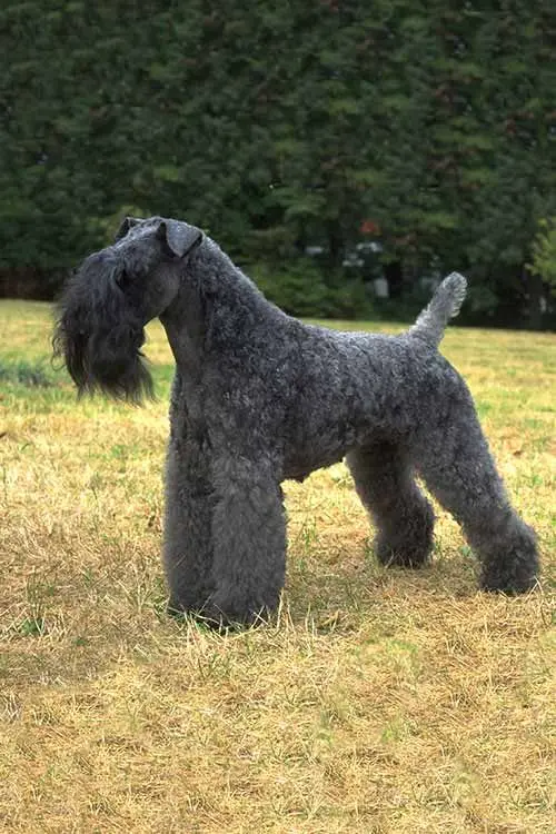 Kerry Blue Terrier photo 2