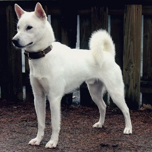 Kishu Ken photo 2