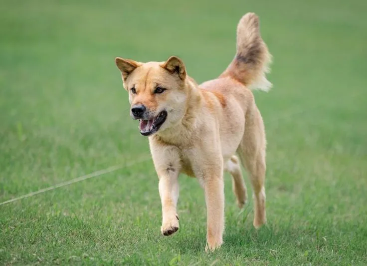 Korean Jindo Dog photo 3