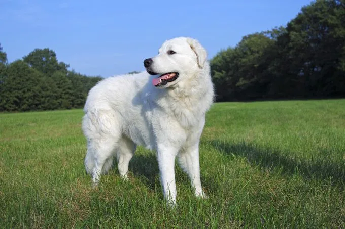 Kuvasz photo 2