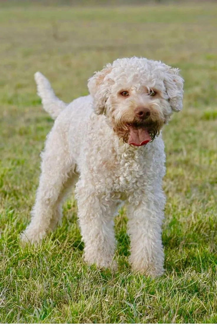 Lagotto Romagnolo photo 2