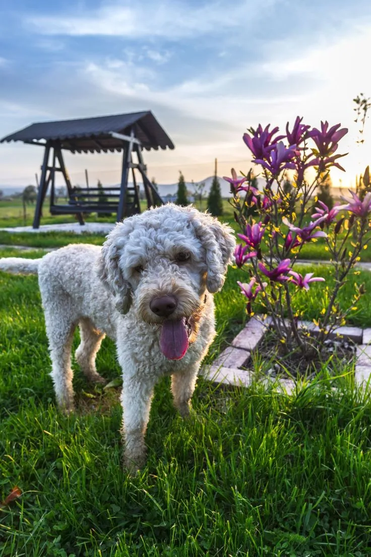 Lagotto Romagnolo photo 3