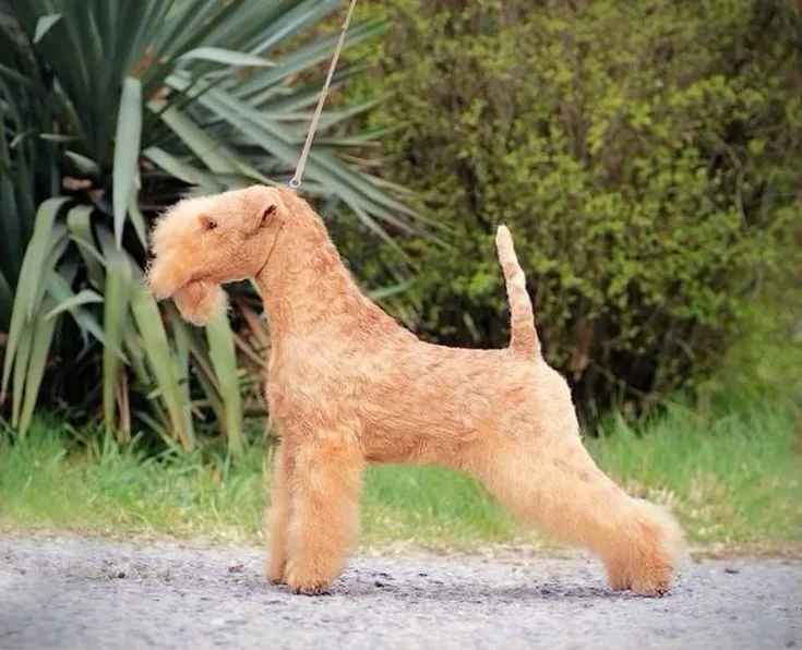 Lakeland Terrier photo 2