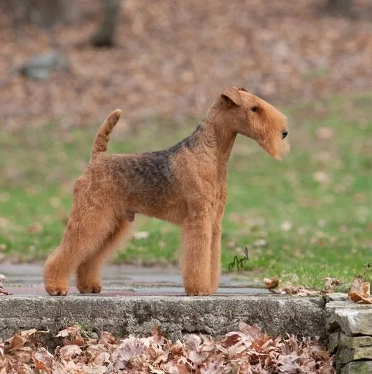 Lakeland Terrier photo 3