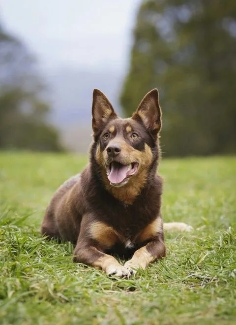 Lapponian Herder photo 2