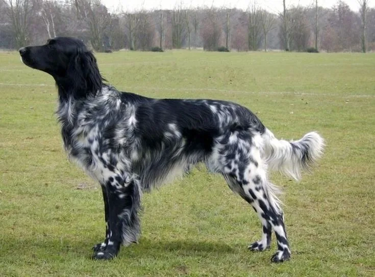 Large Munsterlander photo 3