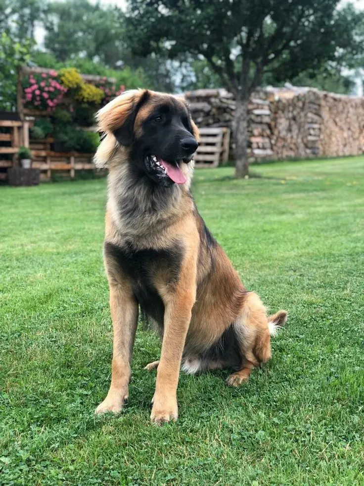 Leonberger photo 2