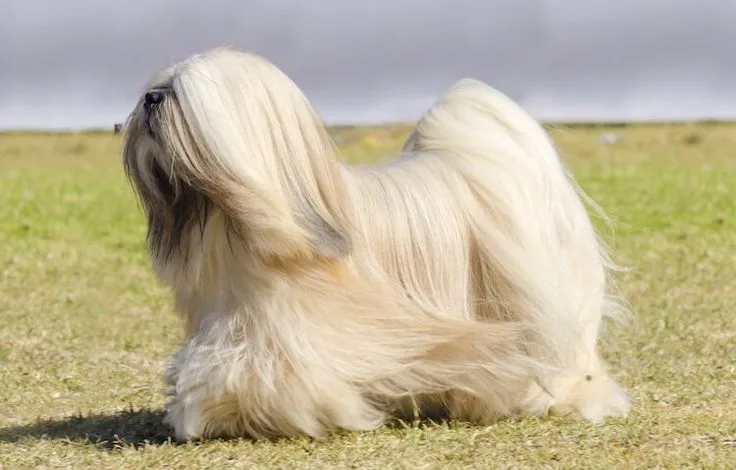 Lhasa Apso photo 2