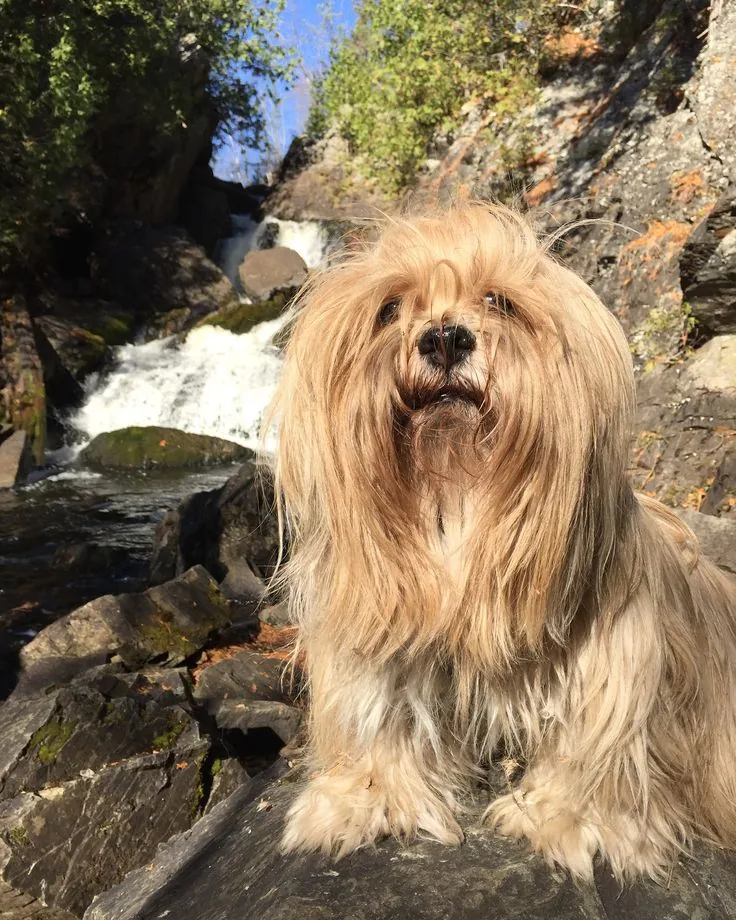 Lhasa Apso photo 3