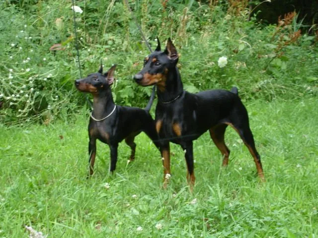 Manchester Terrier (Standard)