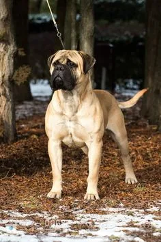 Mastiff photo 2