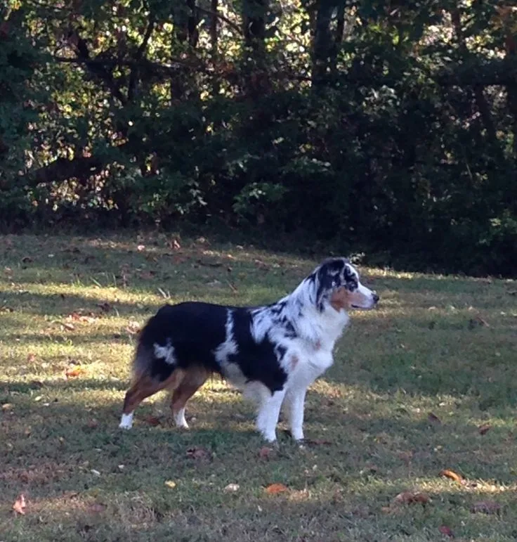 Miniature American Shepherd