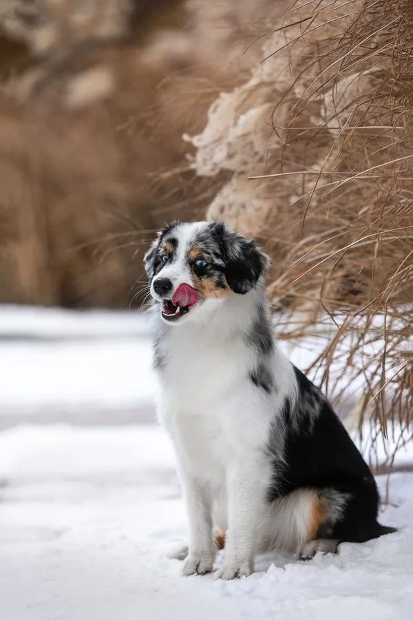 Miniature American Shepherd photo 2