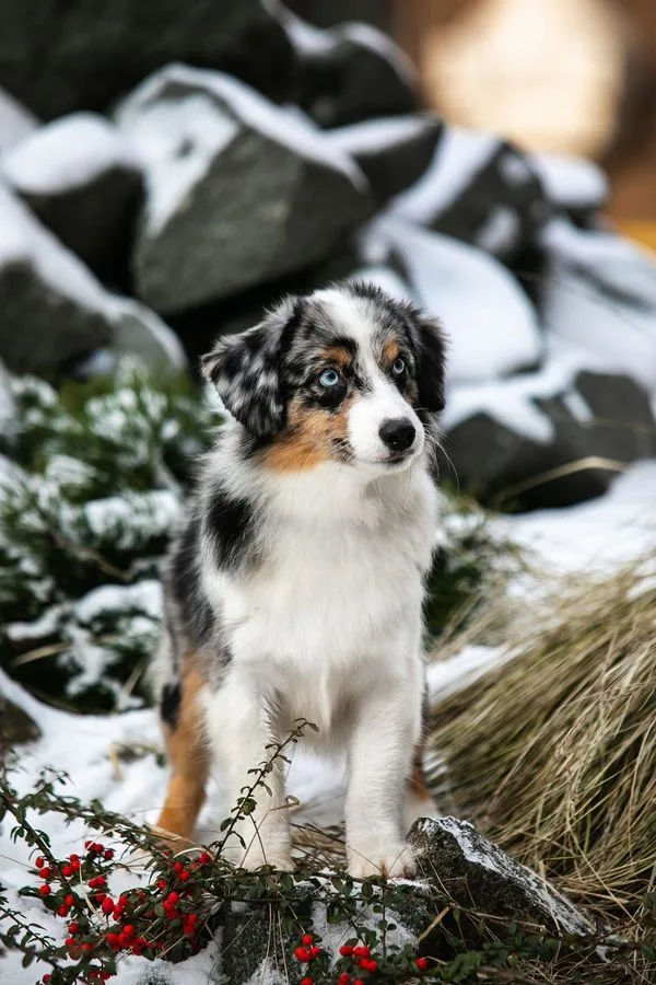 Miniature American Shepherd photo 3