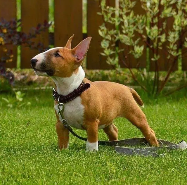 Miniature Bull Terrier photo 2