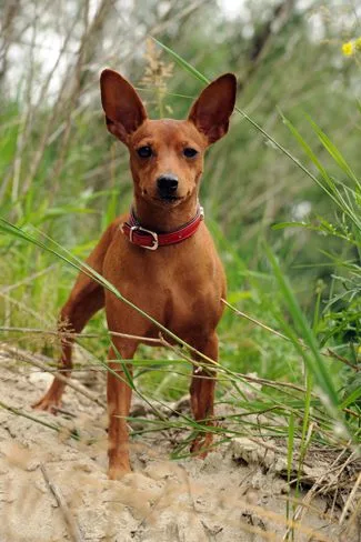 Miniature Pinscher