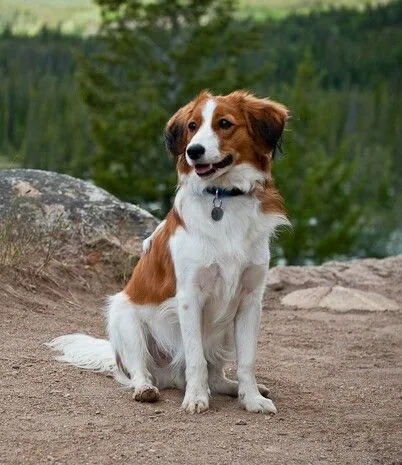Nederlandse Kooikerhondje