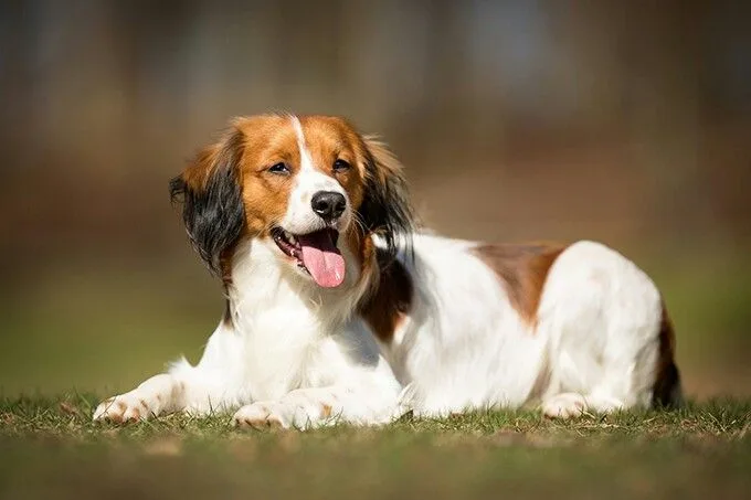 Nederlandse Kooikerhondje photo 2