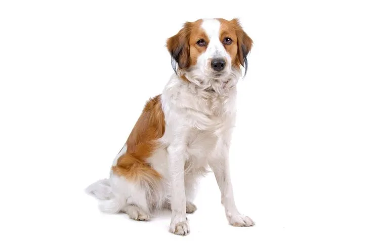 Nederlandse Kooikerhondje photo 3