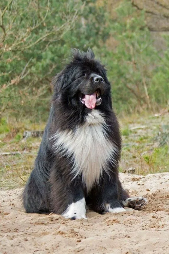 Newfoundland