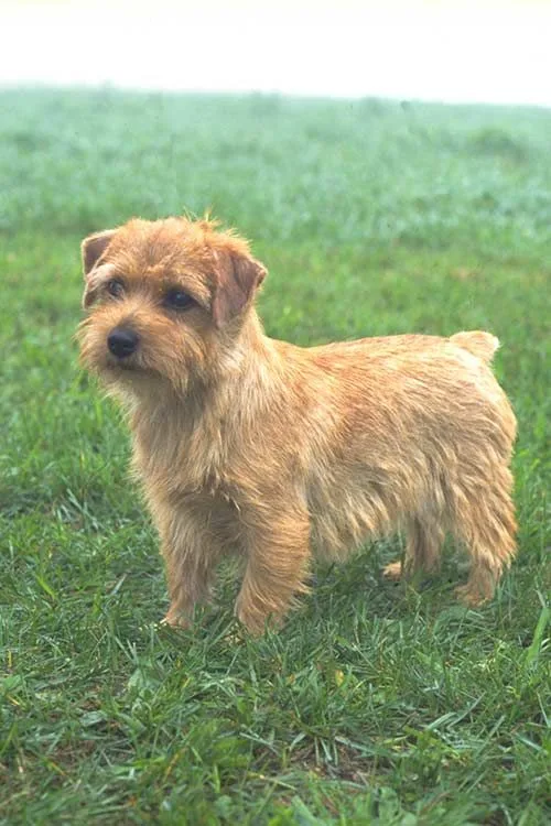 Norfolk Terrier