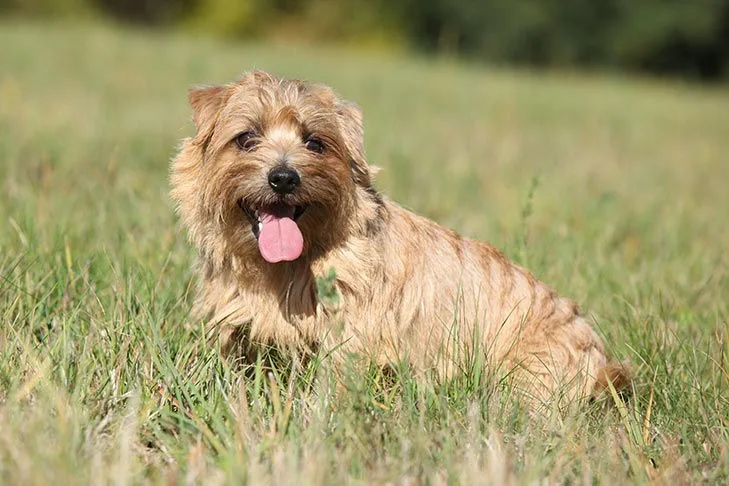 Norfolk Terrier photo 2
