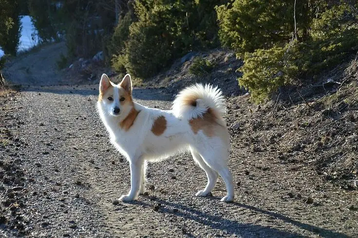 Norrbottenspets photo 2