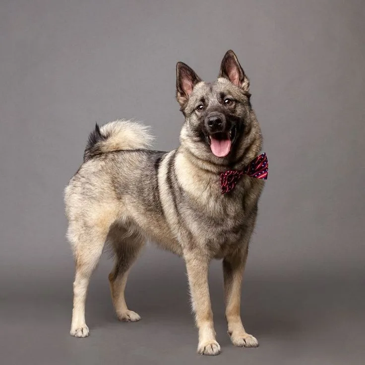 Norwegian Elkhound photo 2