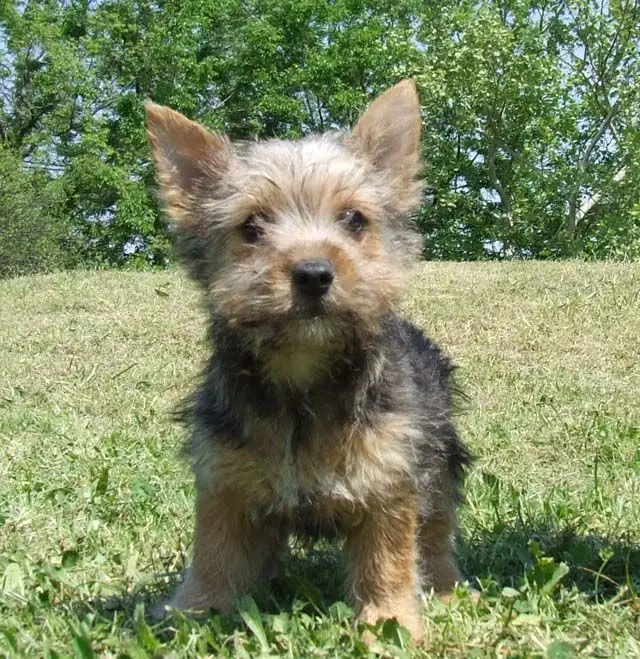Norwich Terrier photo 2