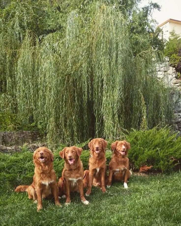 Nova Scotia Duck Tolling Retriever photo 2