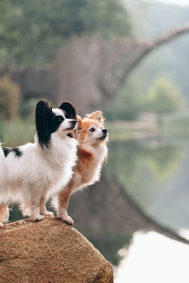 Papillon