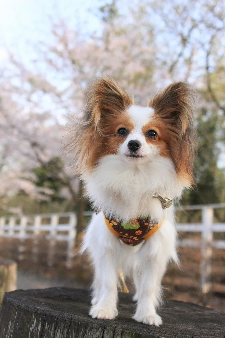 Papillon photo 2