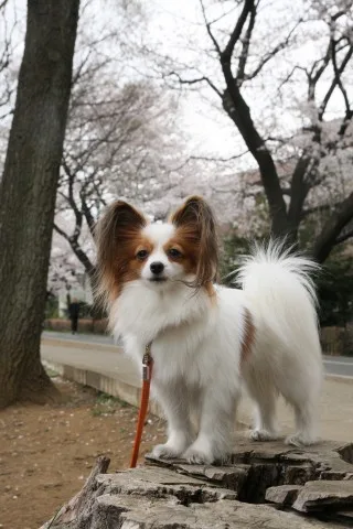 Papillon photo 3