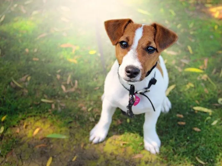 Parson Russell Terrier