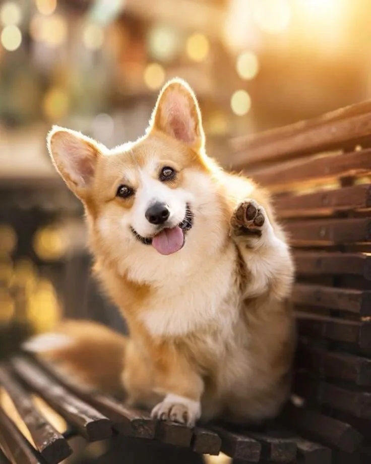 Pembroke Welsh Corgi
