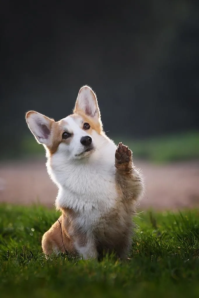 Pembroke Welsh Corgi photo 2