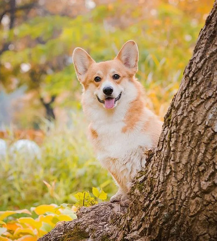 Pembroke Welsh Corgi photo 3